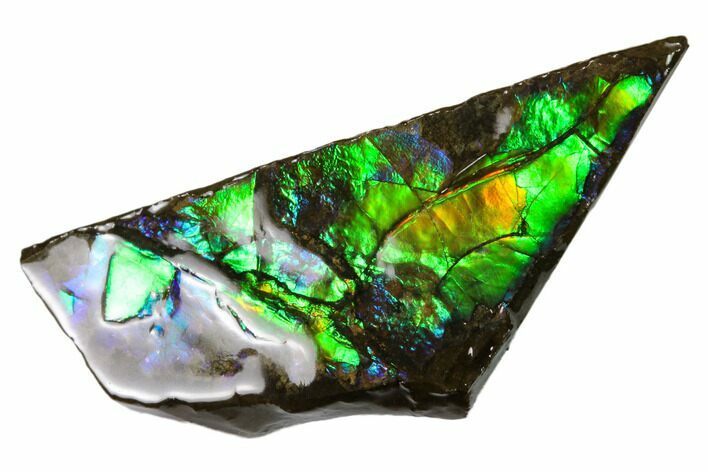 Iridescent Ammolite (Fossil Ammonite Shell) - Alberta, Canada #156786